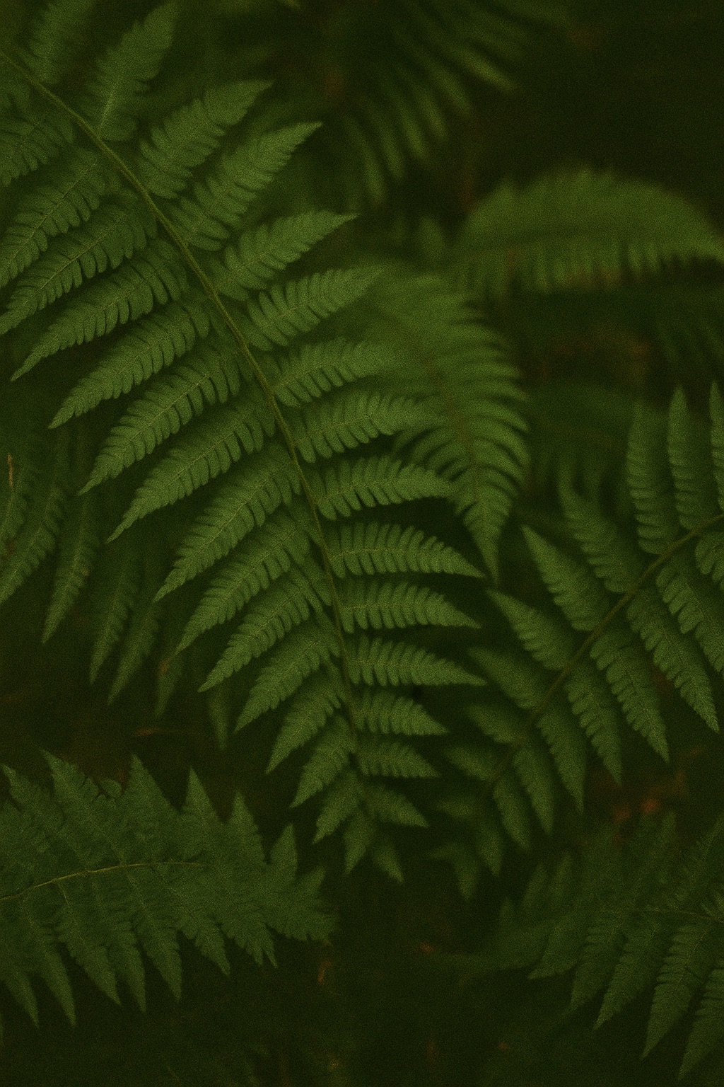 fern detail